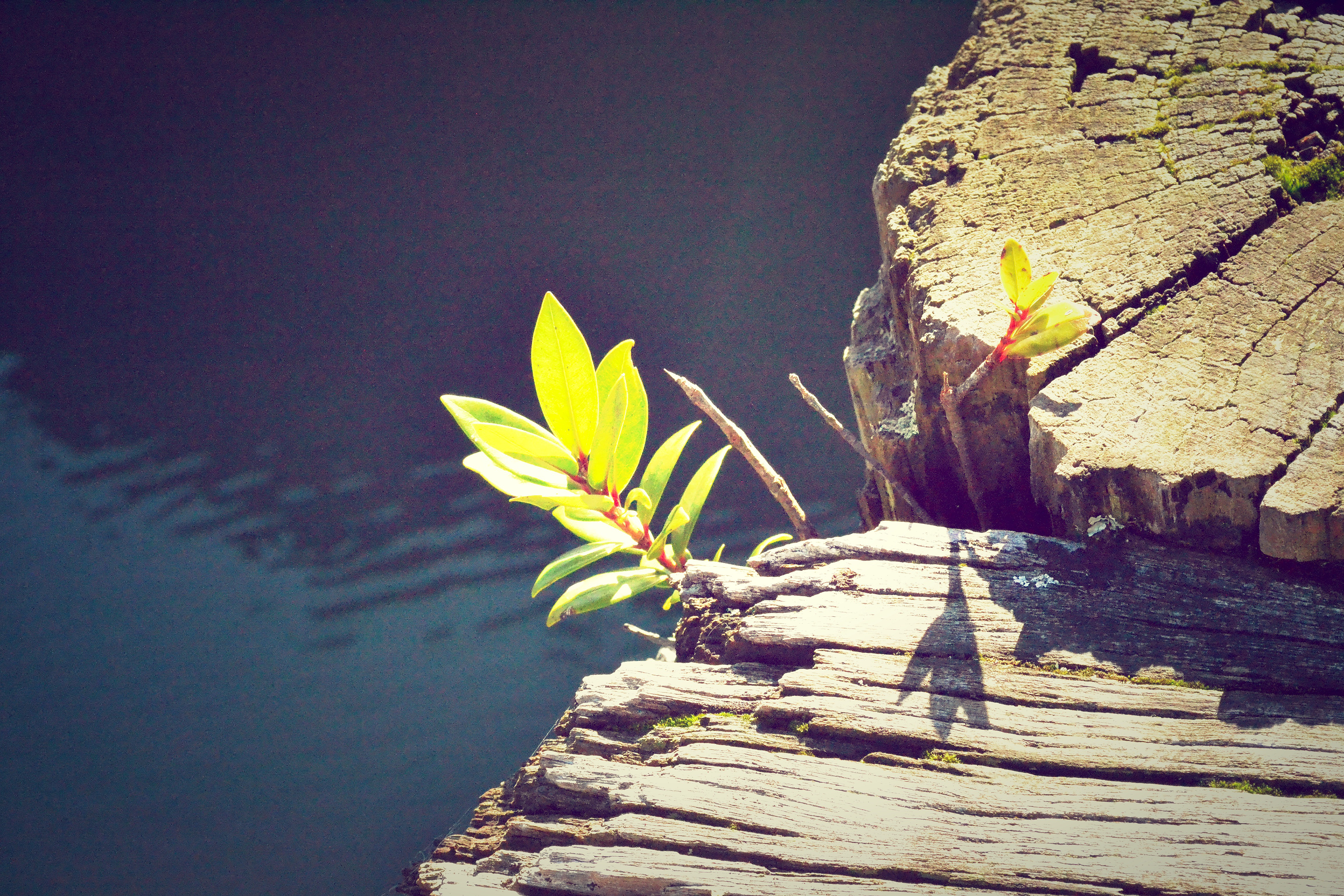 Responsive image